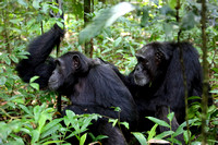 16Kib Chimpanzee (11)