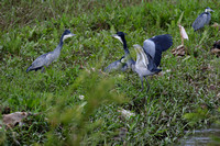 6Kib Black-headed Heron (3)