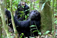 14Kib Chimpanzee (4)