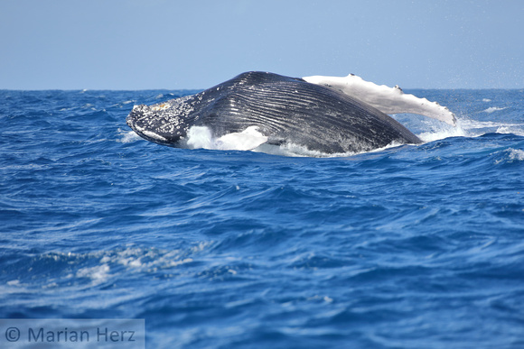 19SB Calf Humpback Whale 5B (3)