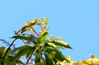 9SB Cape May Warbler