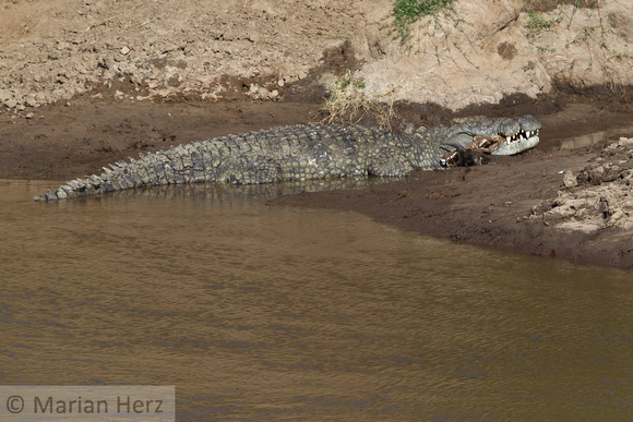 282Ash crocodile