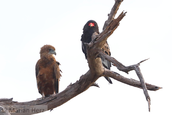 180Khw Bateleur Ad and Juv (3)