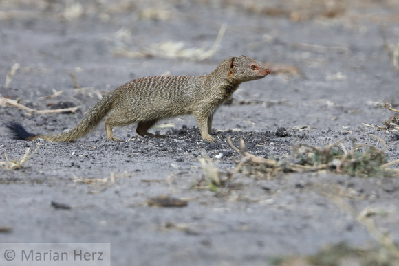 179Khw Banded Mongoose