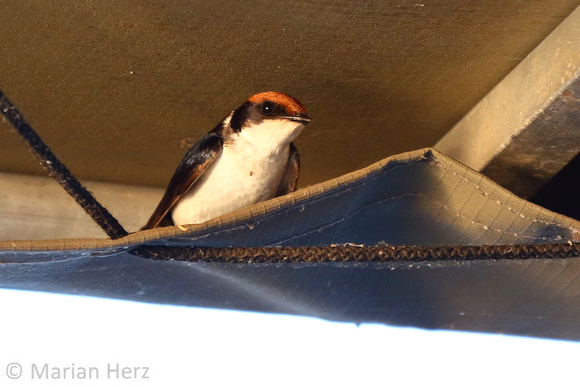 391Cho Wire-tailed Swallow (2)
