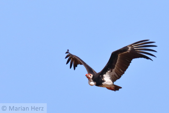 274Sav White-headed Vulture (2)