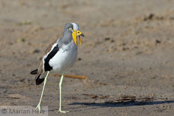 385Cho White-crowned Lapwing (3)