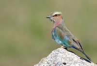 364Ser Lilac-breasted Roller