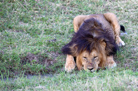 18Mar male Lion