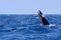 18SB Calf Humpback Whale