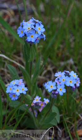 542Whi Forget-me-not