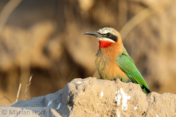 389Cho White-fronted Bee-eater (3)