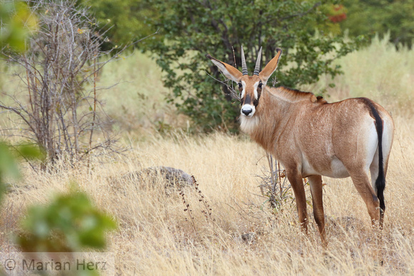 308Sav Roan Antelope (1)