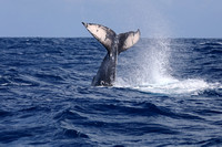 19SB Calf Humpback Whale 5B (5)