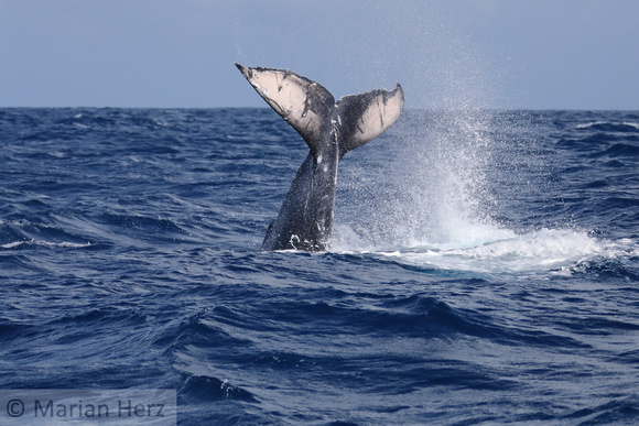 19SB Calf Humpback Whale 5B (5)