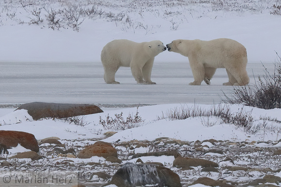 19Ch Polar Bears