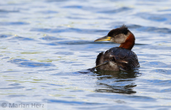 14Sew Red-necked Grebe