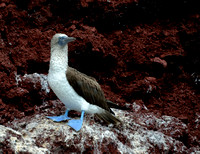 16Gen Blue Footed Booby