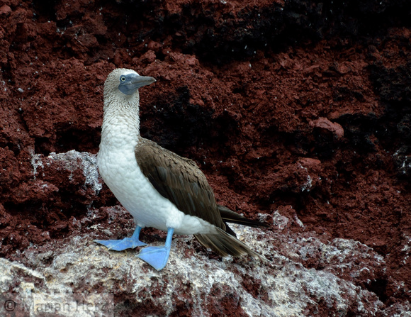 16Gen Blue Footed Booby