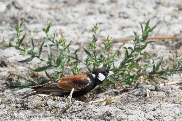 283Sav Chestnut Backed Sparrowlark (1)