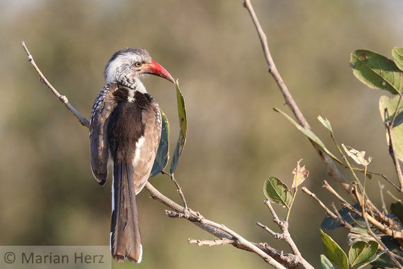 61Mor Red-billed Hornbill (2)