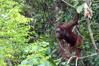 17Sem Bornean Orangutan (76)