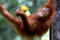 10Sem Bornean Orangutan (41)