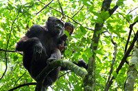 18Kib Chimpanzee (6)