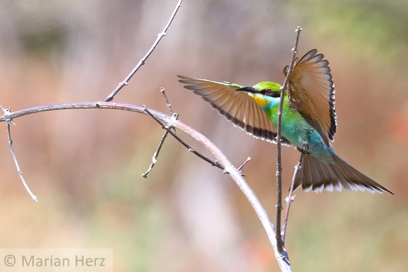 242Sav Swallowtail Bee-eater