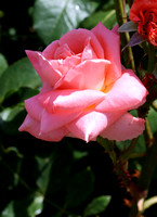 8Bis Rose