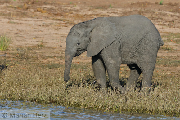 347Cho African Elephant (23)