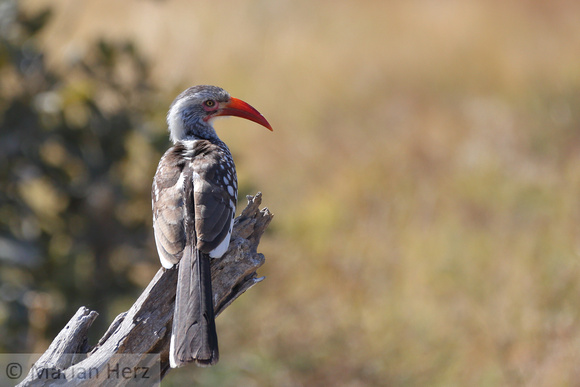 135Khw Southern Red-billed Hornbill (1)