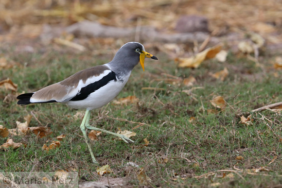335Cho White-crowned Lapwing (2)