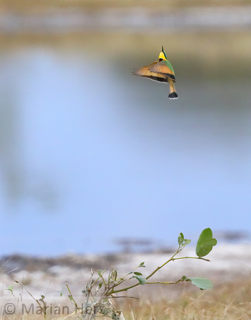 301Sav Little Bee-eater