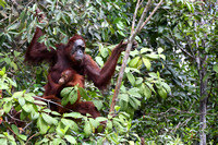19Sem Bornean Orangutan (85)