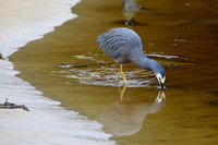 4Ste White-fronted Heron