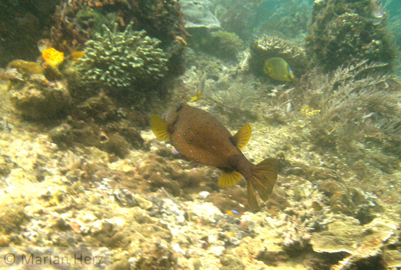 Boxfish Yelloow Young Adult
