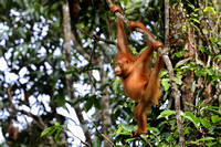 4Sem Bornean Orangutan (15)