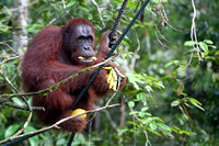 11Sem Bornean Orangutan (49)