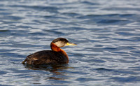 13Sew Red-necked Grebe