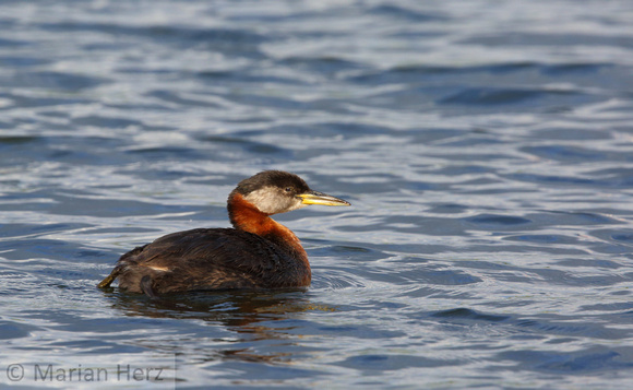 13Sew Red-necked Grebe