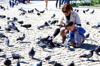 12UB Feeding Pigeons