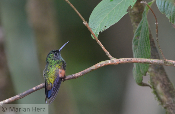 373MV Blue-tailed Hummingbird