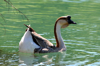 16Ban Swan Goose
