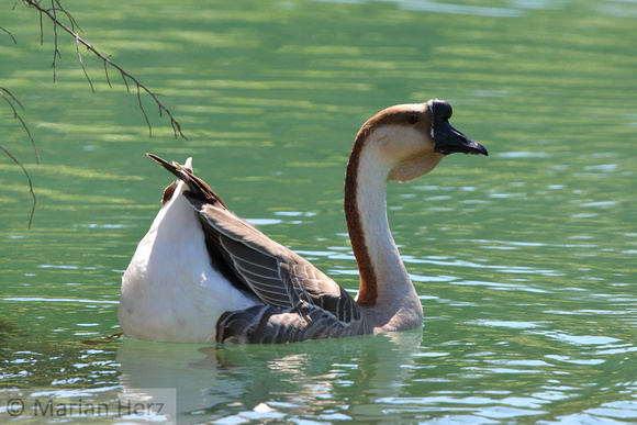 16Ban Swan Goose