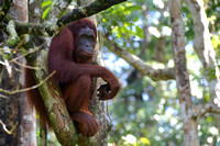 15Sem Bornean Orangutan (68)