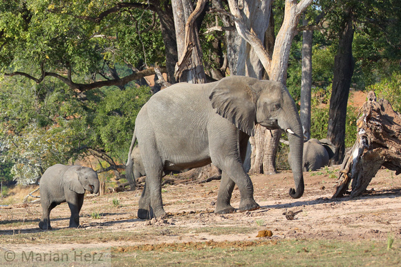 345Cho African Elephant