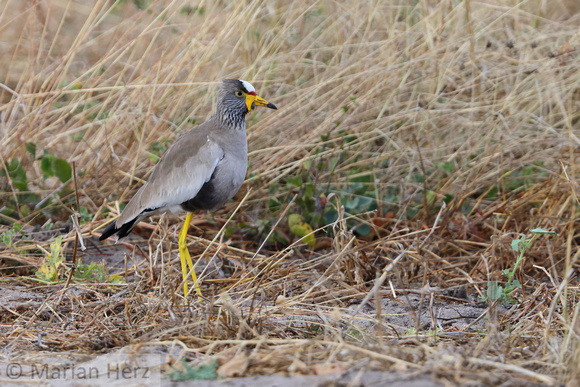 176Khw African Wattled Lapwing (2)