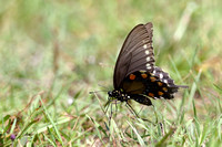 15Ban Pipevine Swallowtail