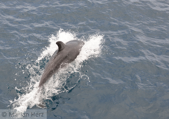 374Flor Bottlenose Dolphin